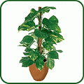 Devils Ivy